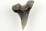 Snaggletooth Shark (Hemipristis) Tooth - Aurora, NC #203569-1